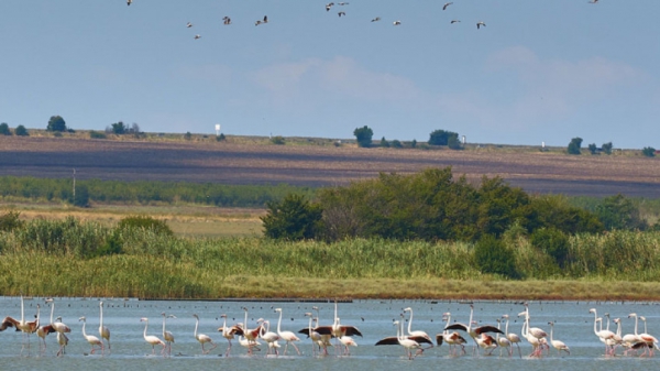 Atanasovsko Lake &ndash; home to rare bird species