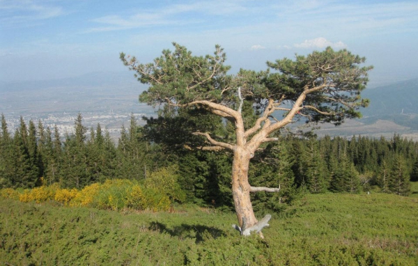 Vitosha Park &ndash; 85 years on and still a favourite getaway